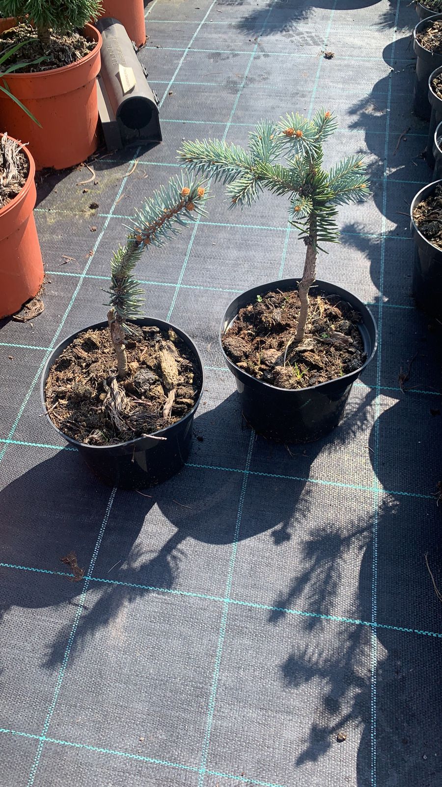 Ель колючая Биалобок